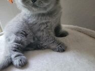 BKH Kitten - Chemnitz
