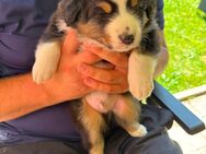 Australien Shepherd Berner Sennen Welpen - Schönsee