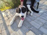 Ruby sucht ihre eigene Familie! - Krefeld