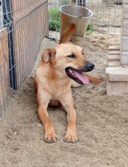 EDDI 54 cm - Alpenrod