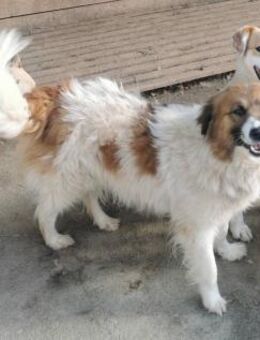 Wendy sucht ein liebevolles Zuhause - Blankenheim (Nordrhein-Westfalen)