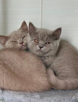 Seltene Farbe- BKH Kitten /2-männliche - Werlte