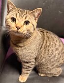 Zwei 9 Monate alte Katzen suchen ein liebevolles Zuhause in 78713