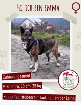 Sanfte Polly sucht ihr Für-Immer-Zuhause - Nürtingen