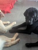 2 mal Labrador deckrüden in 55758