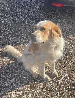 TWIX🍀🍀🍀ist schlicht eine arme -Socke- - Herxheim (Landau)