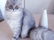 Katze weibchen 9 Monate alt perser bkh mischling - Berlin