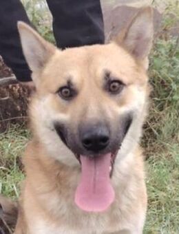 Jungspund ENZO - Gefrees