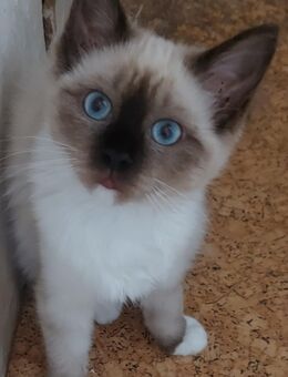 Reinrassige Ragdollkitten - Bautzen