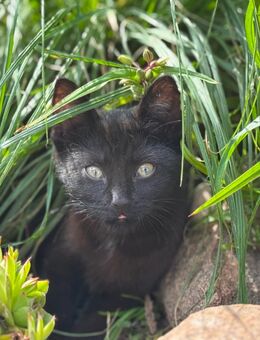 Katzenjunges, Kitten, kleine Katze - Wusterhausen (Dosse)