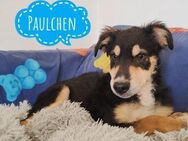 Paulchen, ein ängstlicher Schatz - Mannheim