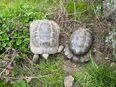 Maurische & Griechische Landschildkröten in 86570