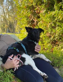 2 Damen ca 38 cm groß 4 ,5 Monate alt suchen ihre Familien mit denen sie die Welt erkunden können - Hohe Börde