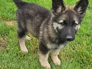 Schäferhund Welpe - Rüde - Bredstedt