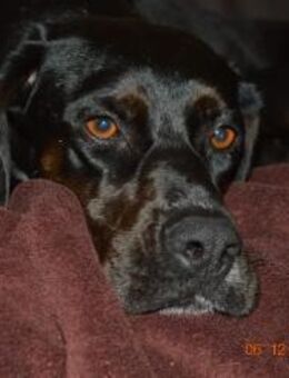 Hübsche Aria sucht - Arnsberg