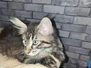 Süßer Maine Coon Kitten Kater abzugeben - Solingen (Klingenstadt)