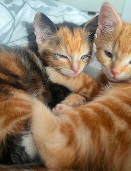 Kitten Ragdoll mix - Leverkusen