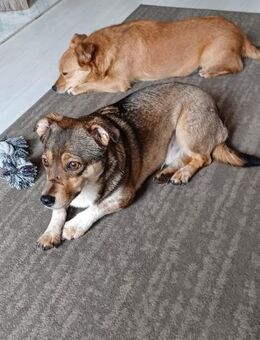 Schüchterner, super süßer CARLOS! - Geilenkirchen