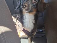 7 Monate alter Dackel-Chihuahuamix - Leipzig Alt-West