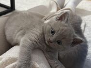 3 Graue BKH Kitten zu verkaufen - Wöllstein