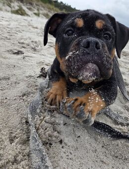 Liebevoller OEB Rüde - Grimmen