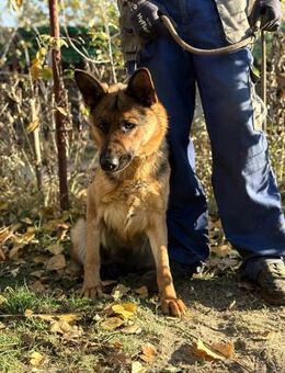 Vanilla - möchte endlich ankommen! - Köln