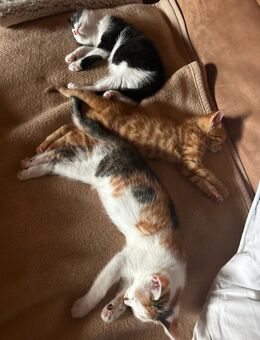 Katzenwurf von dem 8.August zu verkaufen - Prosselsheim