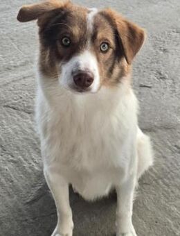 Ross ❤️ liebenswerter und sozialer Rüde - Velbert