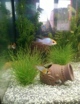 Schmetterlingsbuntbarsch Aquariumfische - Zahna-Elster Zentrum