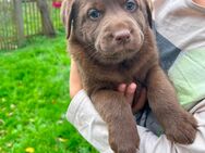 Labrador - Australian Shepherd Welpen Aussiedor-Welpen - Kaltennordheim