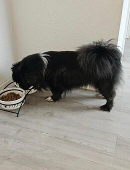 Liebevoller Hund zu verkaufen - Rheine