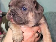 Französische Bulldogge Welpen - Trusetal