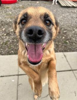 🆘 Tommy wartet schon lange 🌟🆘 - Eislingen (Fils)