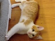 Katze Kätzchen Kater, 12 Wochen, sucht neues Zuhause - Kehl