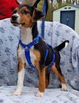 Hrerzensbrecher Mirkò sucht sein Rudel - Essen