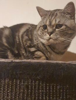 Wunderschöner reinrassiger Bkh silver Tabby classic ( Deckkater) - Daubach (Landkreis Westerwaldkreis)