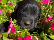 Labrador Welpen - Stendal (Hansestadt)