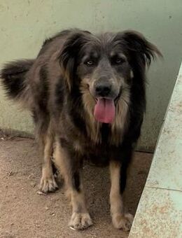 🆘💓 Liebe Kira braucht Zuhause ❣️🆘 - Eislingen (Fils)