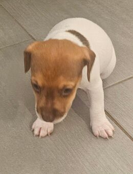 Jack Russell Welpen - Grünheide (Mark)
