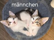 Katzen Babys - Erlangen