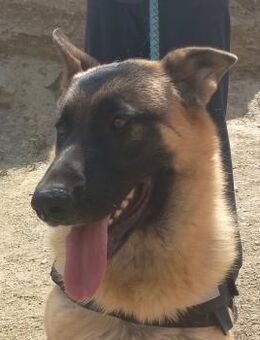 Harry, arbeitswillig, neugierig, offen - Westerholt