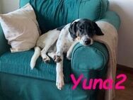 Yuna2 sucht konsequente Begleitung 05/24 - Ruppertsecken