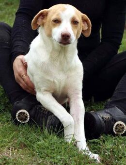 Jeimson sucht Liebe und Geborgenheit! - Oberhausen