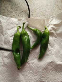 Verkaufe diese paprika - Gardelegen (Hansestadt) Berge