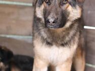 MO🩵kluger, hübscher Schäferhund-Mix-Bub - Hamburg