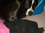 Boxer mischling - Herne