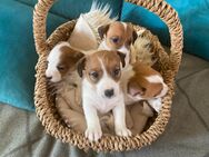Jack Russell Terrier Welpe - Grabau (Landkreis Stormarn)