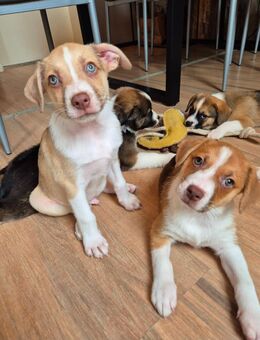 Die letzten 2 / Australian Shepherd Mix Welpen sind abgabebereit - Asendorf (Landkreis Diepholz)