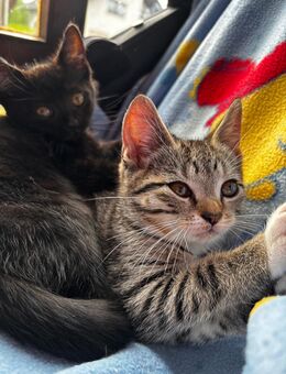 Bkh Kater - Windeck