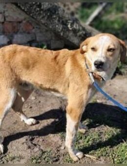 Mocca wartet noch immer auf seine Chance - Nordwalde